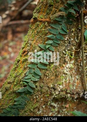 Small climbing plant growing on tree trunk with moss in rainforest, Rio de Janeiro, Brazil Stock Photo