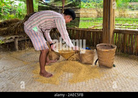 Young man amasses with his hut threshed rice grains to fill up transport baskets, traditional rice producing technology, Luang Prabang, Laos Stock Photo