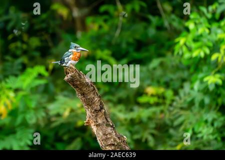 Ringed kingfisher (Megaceryle torquata) perching in a tree. This kingfisher inhabits wetlands in South America, perching above lakes and slow-moving r Stock Photo