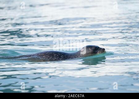 Ringed seal (Pusa hispida) swimming. This seal inhabits Arctic and sub-Arctic regions. It feeds on small fish and invertebrates, diving along and unde Stock Photo