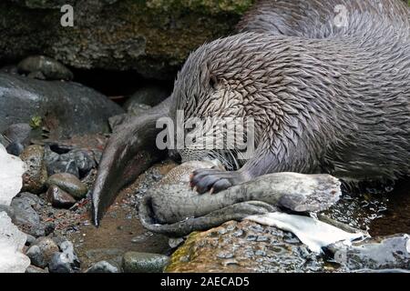 A North American River Otter, Lontra canadensis, devouring a large trout on a river in the Cascade Mountains of central Oregon. Stock Photo