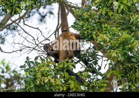 female and baby Geoffroy's spider monkey (Ateles geoffroyi) in a treetop. Also known as the black-handed spider monkey, is a species of spider monkey, Stock Photo