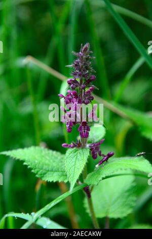 Lamium maculatum,Spotted Dead-nettle,purple flowers,flowering,irish native wildflower,wildflowers,orchid,orchids,perennial,RM Floral Stock Photo
