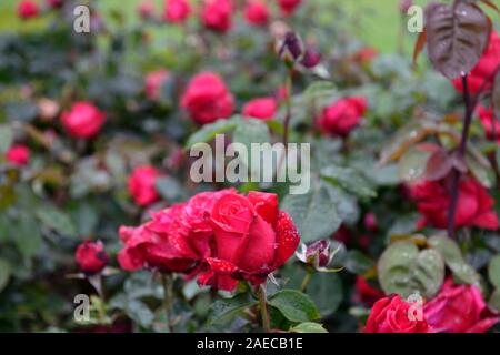 Rose Alecs Red Stock Photo - Alamy