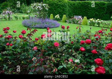 rosa alec's red,rose alec's red,flower,cherry red hybrid tea,bush,shrub,roses,fragrant,scented,RM Floral Stock Photo