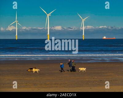 A family group exercising dogs on the beach on a sunny winters day at Coatham, Cleveland UK, with some of the Redcar wind turbines behind Stock Photo