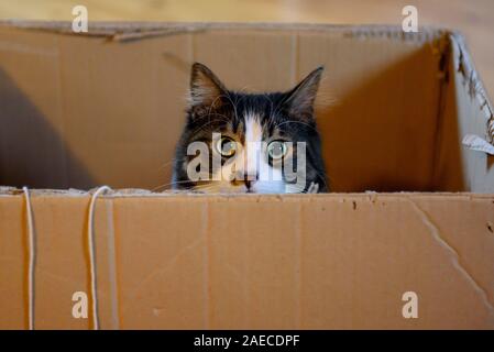 Cute cat in cardboard box Stock Photo