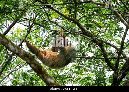 Hoffman's two-toed sloth (Choloepus hoffmanni) feeding in Manuel Antonio National Park in Costa Rica Stock Photo