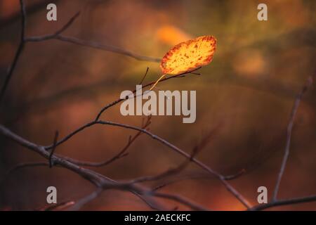 Dry Yellow Autumn Leaf Leaves Growing In Branch Of Forest Tree. Leaves On Boke Bokeh Natural Blurred Background. Stock Photo