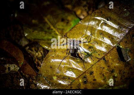 Tailless whip scorpion (Order Amblypygi) on the bark of a tree. Amblypygids are a group of tropical arachnids. They are carnivorous, and are usually n Stock Photo