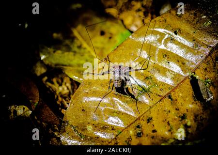 Tailless whip scorpion (Order Amblypygi) on the bark of a tree. Amblypygids are a group of tropical arachnids. They are carnivorous, and are usually n Stock Photo