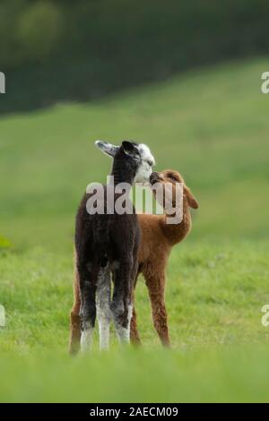 Alpaca (Vicugna pacos) two juvenile's greeting each other, Dorset, England, United Kingdom Stock Photo