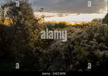 Fluffy white seed heads of Old Mans Beard or Traveller's Joy (Clematis Vitalba) lit by by early evening winter sun in Kent, South East England Stock Photo