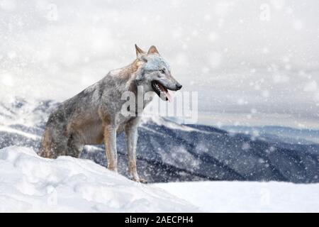 Wolf in a snow on winter background. New Year card. Stock Photo
