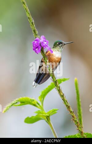 Violet-tailed Sylph - Aglaiocercus coelestis, beautiful long tailed hummingbird from western Andean slopes of South America, Mindo, Ecuador. Stock Photo