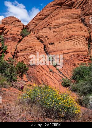 Cross-bedded sandstone and Mojave marigold flowers, Butterfly Trail, Snow Canyon State Park, Saint George, Utah. Stock Photo