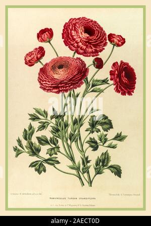 RANUNCULUS Vintage Lithograph 1880's 'Ranunculus Turban Grandiflora botanical illustration art Stock Photo