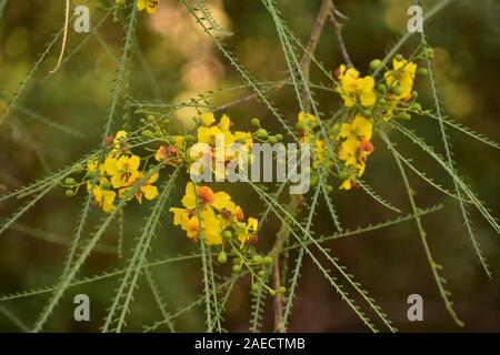 Parkinsonia aculeata in Sacher Park Jerusalem. Also known as palo verde, Mexican palo verde, Parkinsonia, Jerusalem thorn, jelly bean tree, and palo d Stock Photo