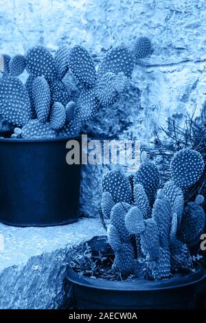 Cacti grow in pots on the stairs as home decorations in trendy classic blue color Stock Photo
