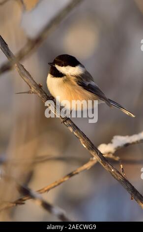 A vertical image of a Black-capped Chickadee, (Parus gambeli), perched on a tree branch in the warm toned evening light in rural Alberta Canada Stock Photo