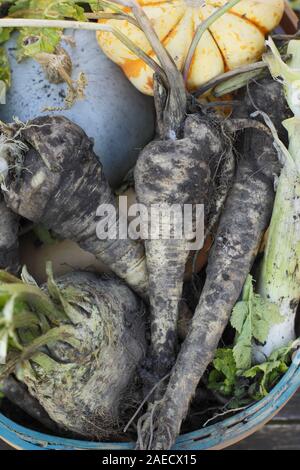 Winter vegetables in a basket - parsnip, celeriac, leek and squash including blue skinned 'Crown Prince'. UK Stock Photo