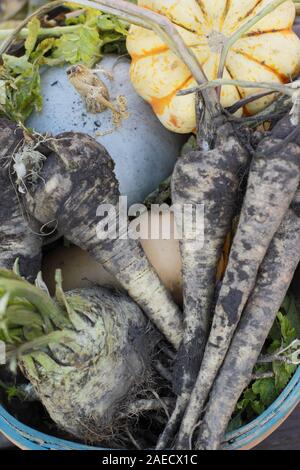 Fresh winter vegetables in a basket - parsnip, celeriac and squash including blue skinned 'Crown Prince'. UK Stock Photo