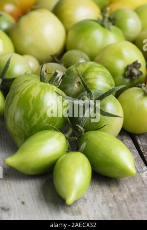 Solanum lycopersicum. Different varieties of unripe green tomatoes on wood surface. UK Stock Photo