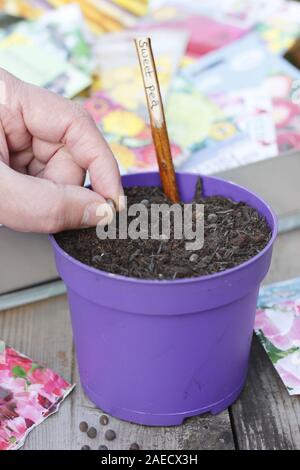 Lathyrus odoratus 'Gwendoline'. Sowing sweet pea seeds in a pot in autumn to aid development of sturdy plants and strong roots. UK Stock Photo