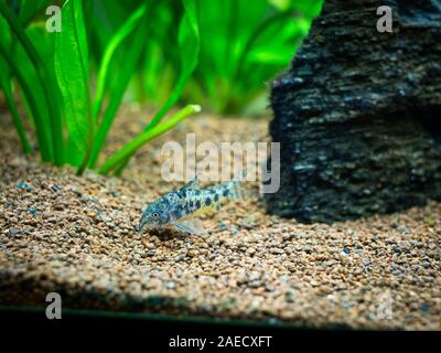 mottled corydora (corydora paleatus) in a fish tank Stock Photo