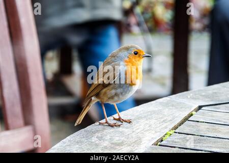 A cheeky robin perched on a table in a cafe garden, looking for crumbs and scraps Stock Photo