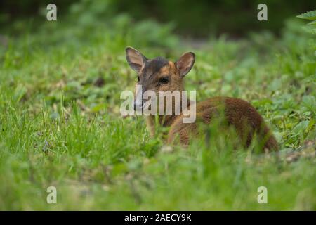 Muntjac deer (Muntiacus reevesi) adult female sitting in a woodland clearing, Norfolk, England, United Kingdom Stock Photo