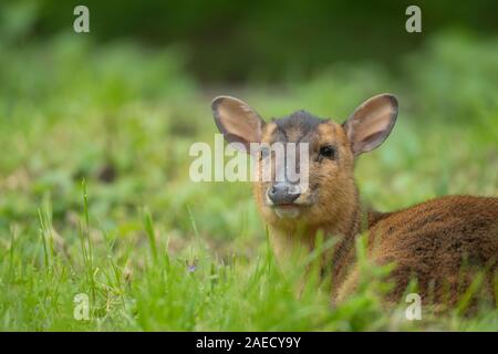 Muntjac deer (Muntiacus reevesi) adult female sitting in a woodland clearing, Norfolk, England, United Kingdom Stock Photo