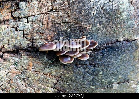 Fungus growing from a crack in a fallen tree stump Stock Photo
