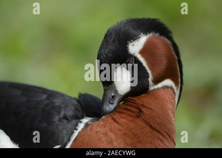 Red-breasted goose (Branta ruficollis) animal portrait, England, United Kingdom