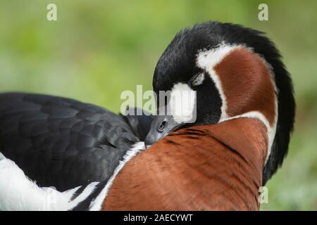 Red-breasted goose (Branta ruficollis) sleeping, England, United Kingdom
