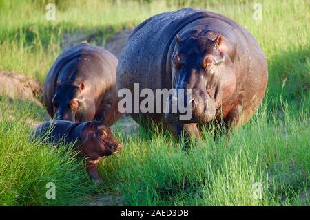 Hippos in Botswana Stock Photo