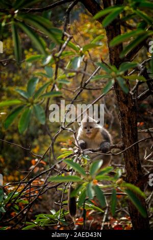 Black Snub-nosed monkey in Yunnan, China Stock Photo