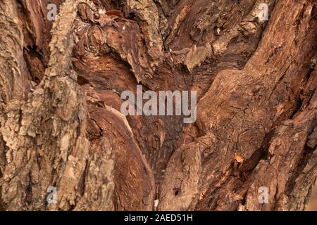 Willow bark texture, thick bark old tree Stock Photo