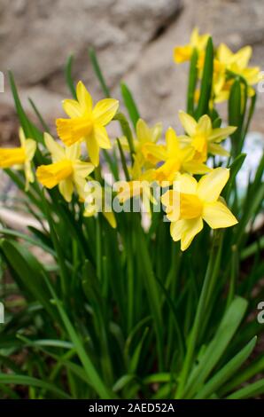 Yellow daffodils in a spring garden, narcissus