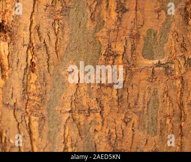 Wood bark texture young tree skin close up Stock Photo