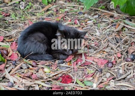 Homeless black kitten laying on the ground in park in autumn on leaves Stock Photo
