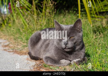 Silver grey cat laying on the sun between road and grass Stock Photo