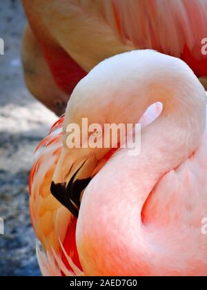 Closeup of beautiful pink flamingo bird cleaning its feathers with other birds standing in background. Shot in sunny daylight. Stock Photo