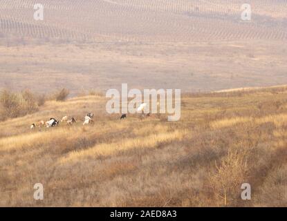 Some goats and cows on the hill graze the dry grass in autumn Stock Photo