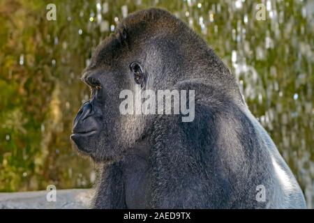 Male Silverback Western Lowland gorilla, (Gorilla gorilla gorilla) close-up portrait with vivid details of face, eyes. Stock Photo