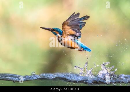 Common European Kingfisher (Alcedo atthis).  river kingfisher diving and emerging from water and flying back to lookout post on green background Stock Photo