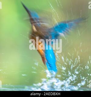 Common European Kingfisher (Alcedo atthis) abstract image of kingfisher diving and emerging from water and flying back to lookout post on green backgr Stock Photo