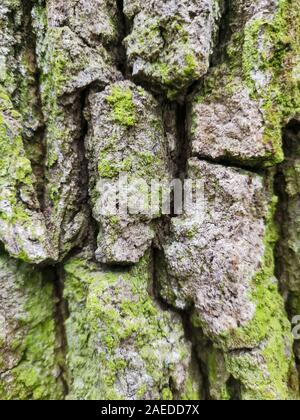 Old tree bark, close up wood texture. oak with green moss natural background. Stock Photo