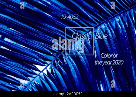 a large phoenix canariensis date fruit tree f Stock Photo