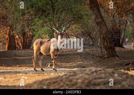 Common Eland - Taurotragus oryx also the southern eland or eland antelope, savannah and plains antelope found in East and Southern Africa, family Bovi Stock Photo